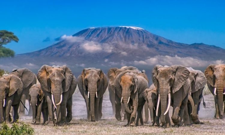 Amboseli National Park Safari Tours