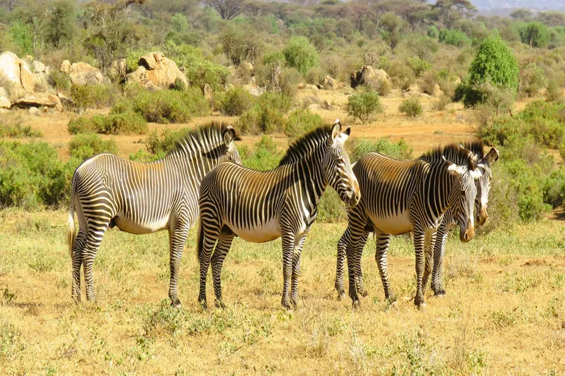 Mid-Range Safari: The Northern Circuit (Meru & Samburu)