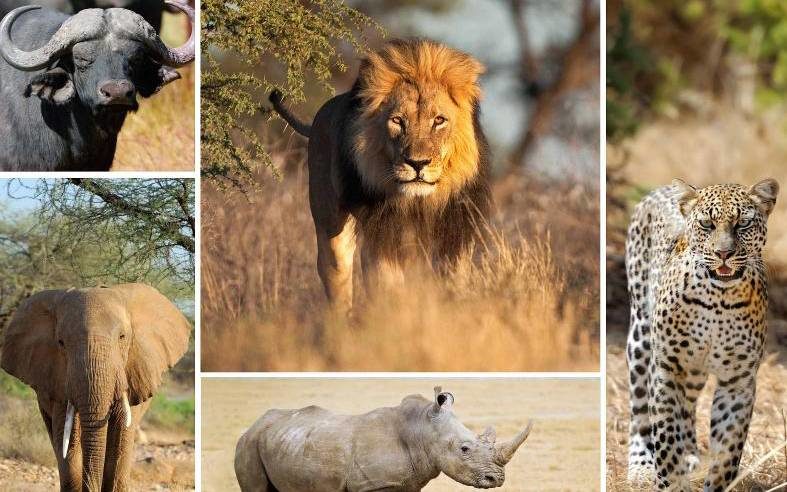 The Big Five Classic: Masai Mara Budget Safari