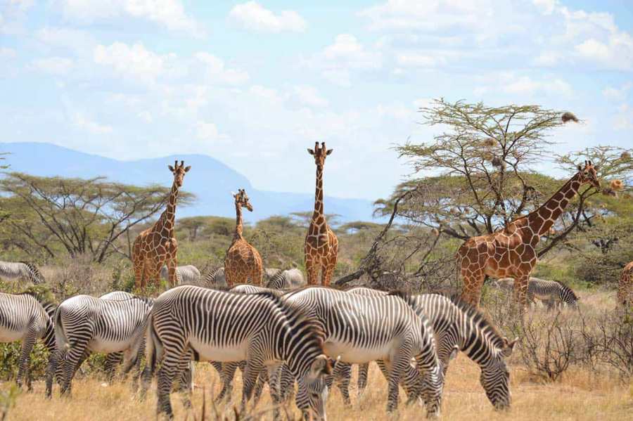 Samburu Special Five & Cultural Tour