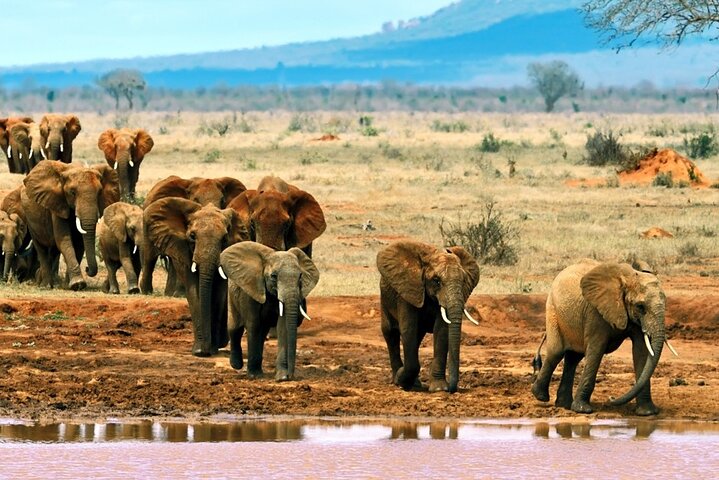 Rhino & Lion Spotting: Tsavo & Amboseli Budget Combo