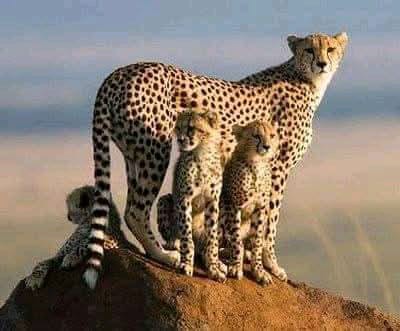 Leopard Wildlife Safari in Kenya